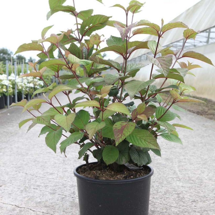 Viorne - Viburnum plicatum Grandiflorum (Plant habit)