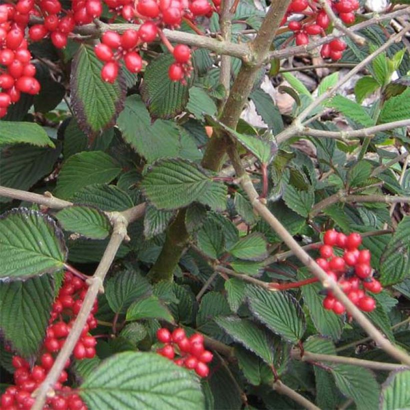 Viorne de Chine - Viburnum plicatum Kilimanjaro Sunrise (Foliage)