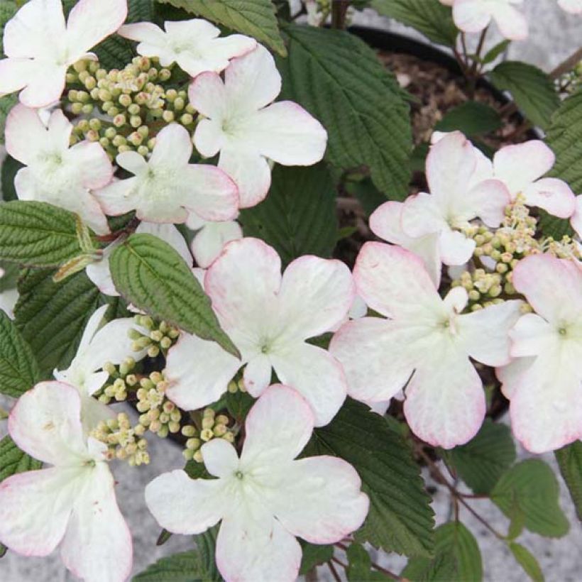 Viorne de Chine - Viburnum plicatum Kilimanjaro Sunrise (Flowering)