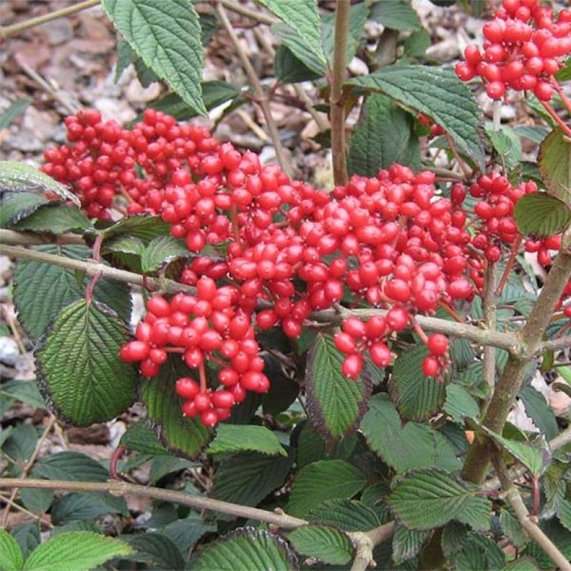 Viorne de Chine - Viburnum plicatum Kilimanjaro Sunrise (Harvest)