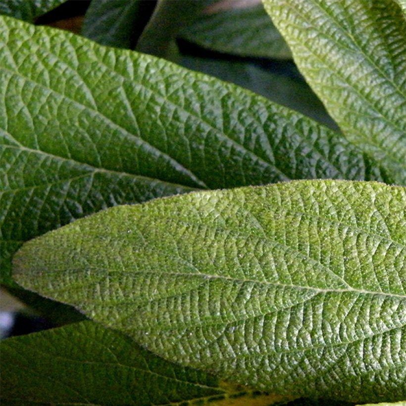 Viburnum rhytidophyllum - Viorne à feuilles ridées. (Foliage)