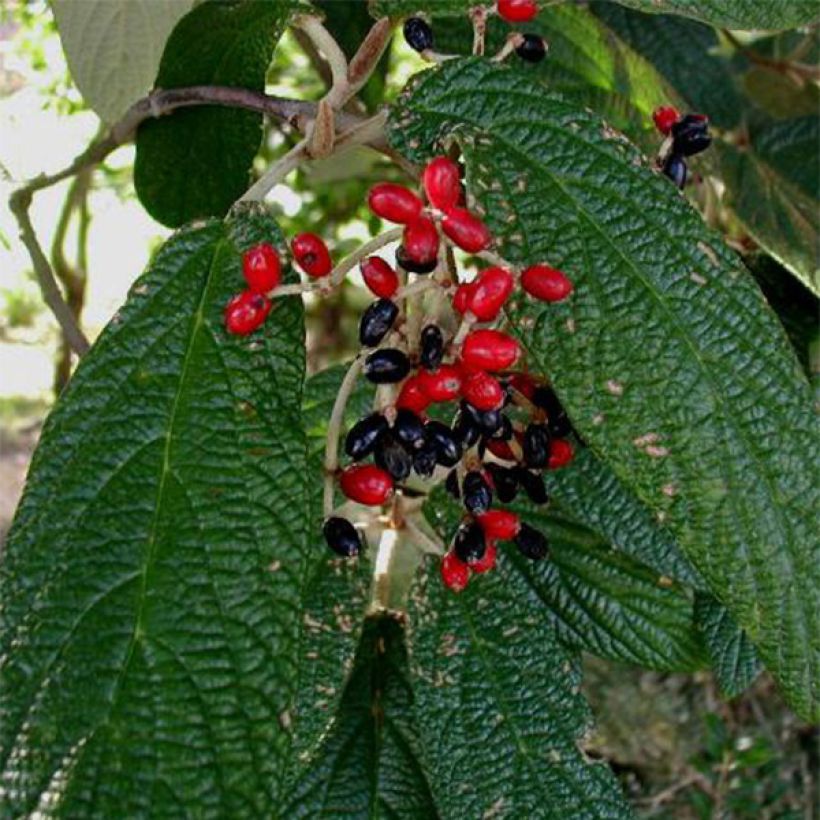 Viburnum rhytidophyllum - Viorne à feuilles ridées. (Harvest)