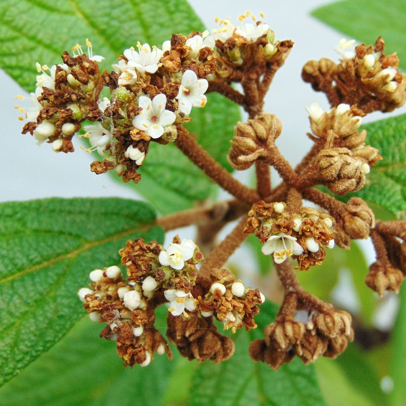 Viburnum rhytidophyllum - Viorne à feuilles ridées. (Flowering)