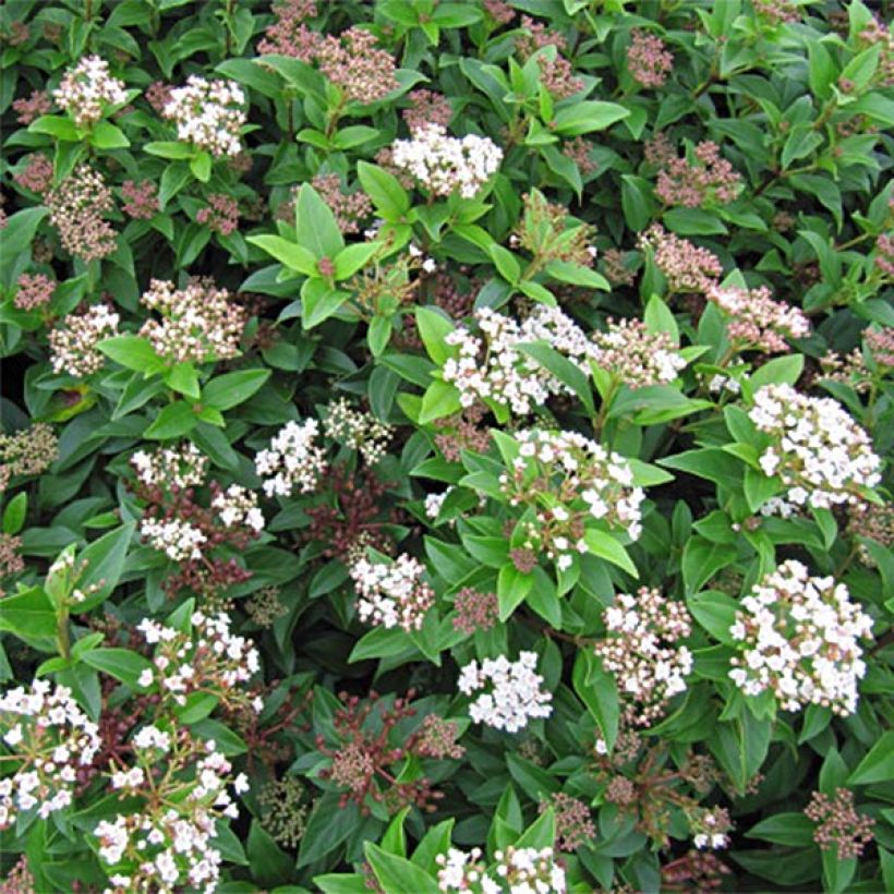 Viburnum tinus Eve Price - Laurier tin (Flowering)