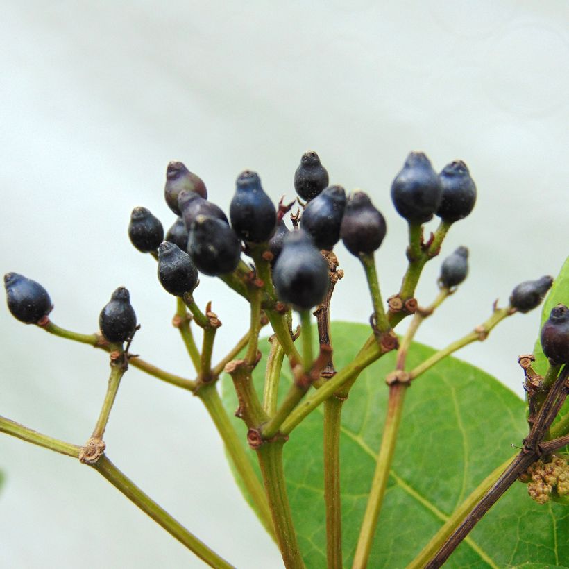 Viburnum tinus Lisarose - Laurier-tin rose (Harvest)