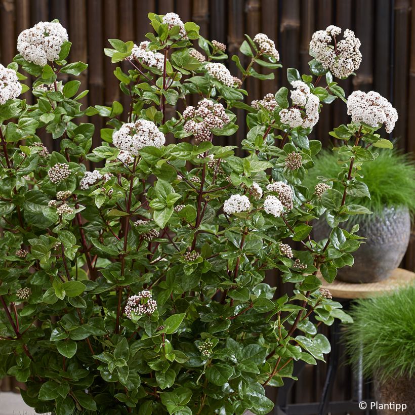Viburnum tinus Rock'n Rolla - Laurier tin (Flowering)