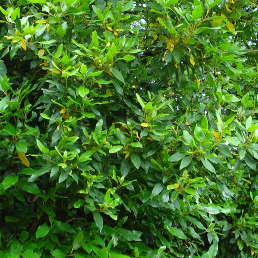 Viorne, Laurier Tin- Viburnum tinus Spirit (Foliage)
