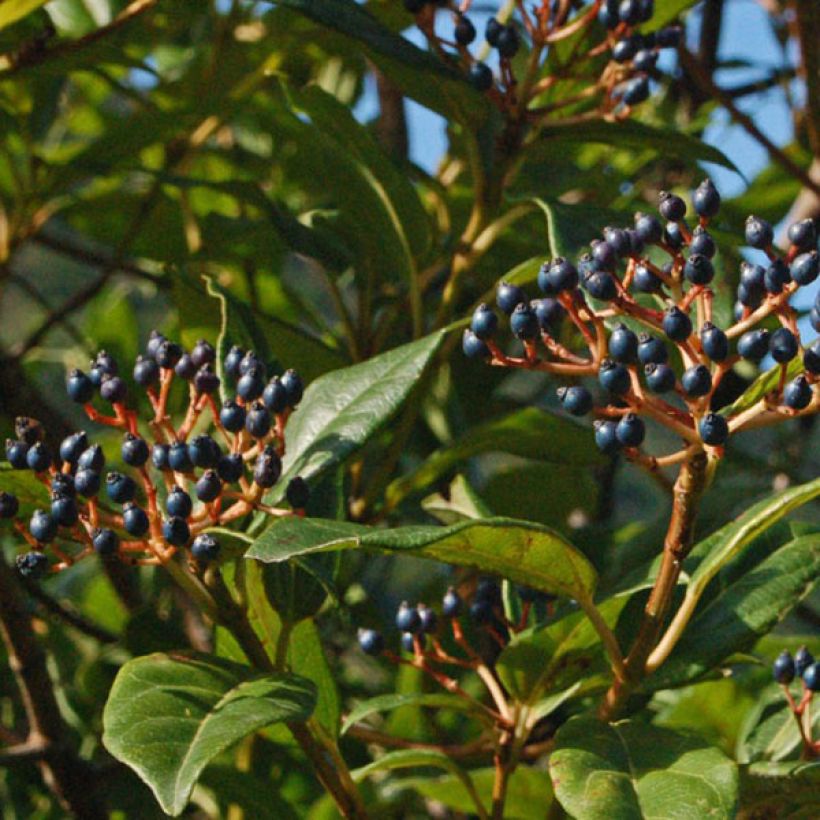 Viorne, Laurier Tin- Viburnum tinus Spirit (Harvest)