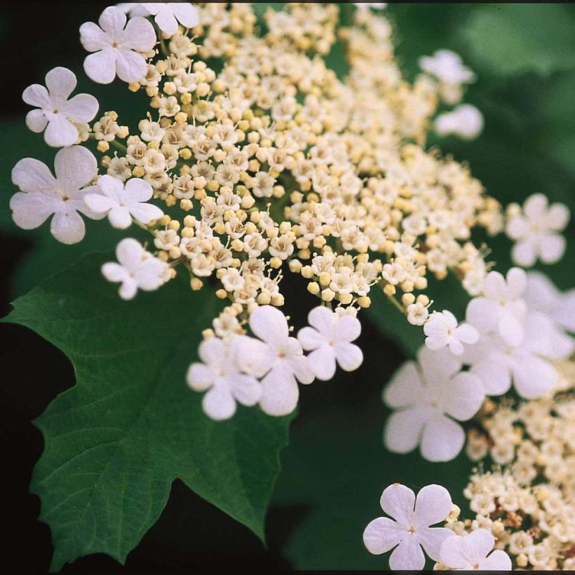 Viorne trilobée - Viburnum trilobum Wentworth (Flowering)