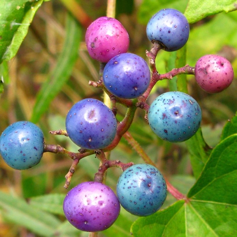 Vigne vierge - Ampelopsis brevipedunculata Elegans (Harvest)