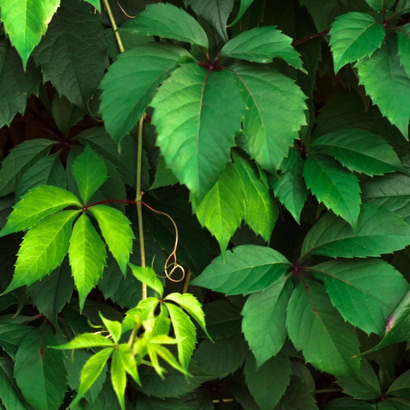 Vigne vierge commune - Parthenocissus viteacea (inserta) (Foliage)