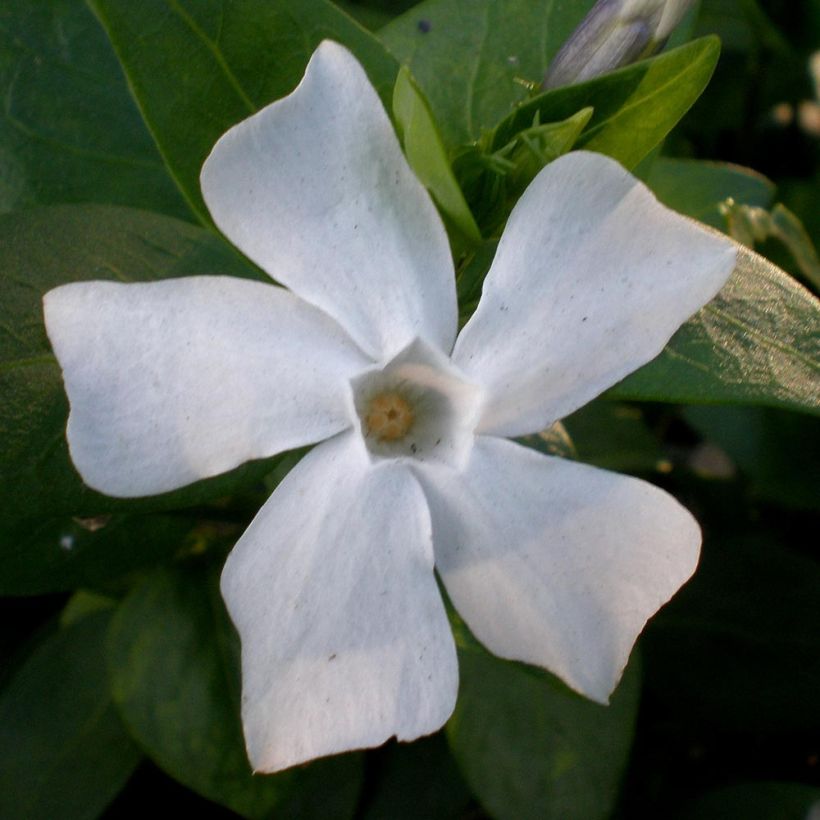 Pervenche difforme ou intermédiaire - Vinca difformis (Flowering)