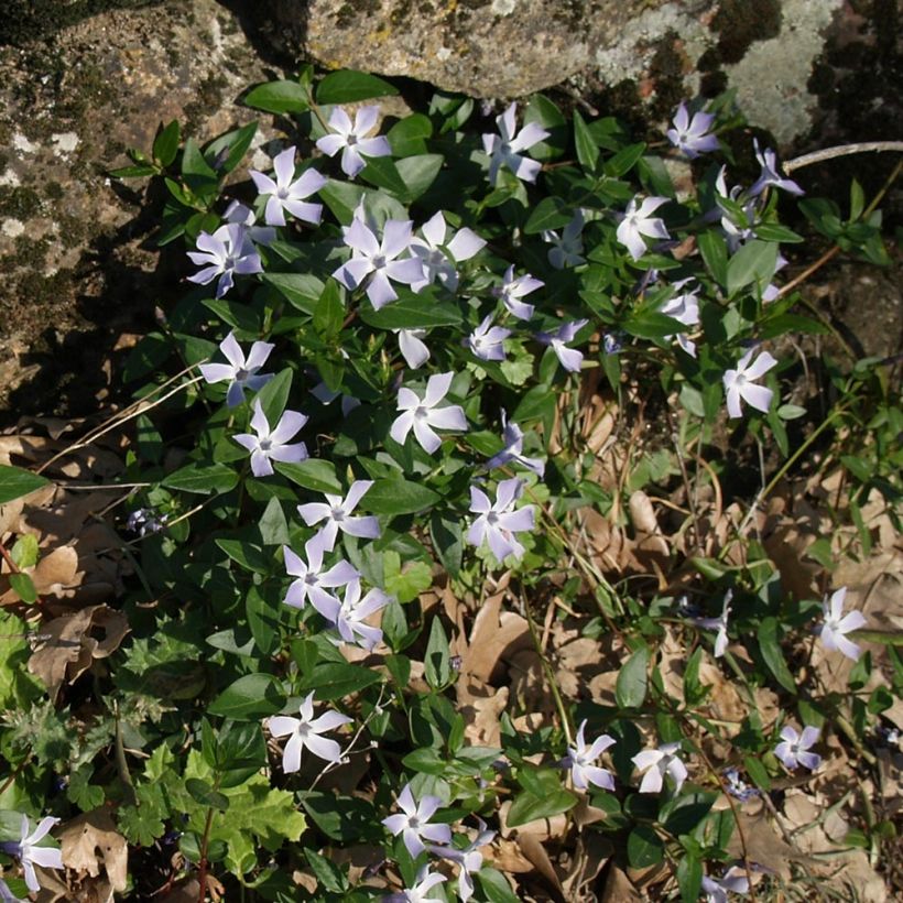 Pervenche difforme ou intermédiaire - Vinca difformis (Plant habit)