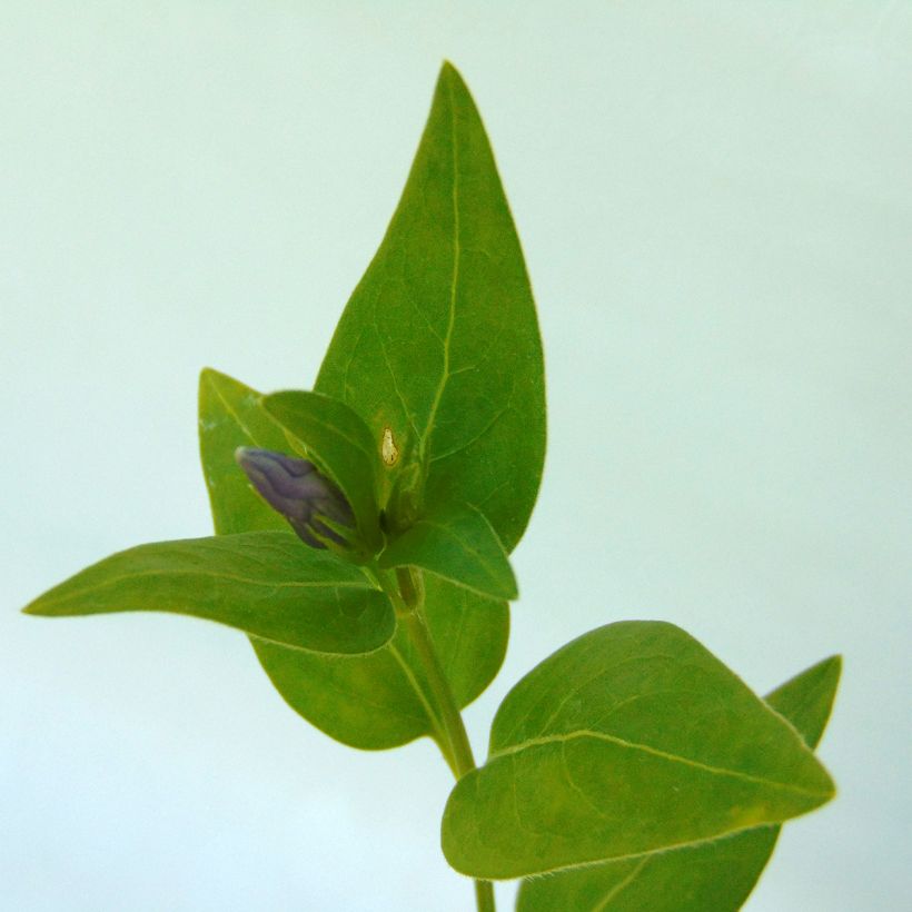Vinca major - Grande Pervenche (Foliage)
