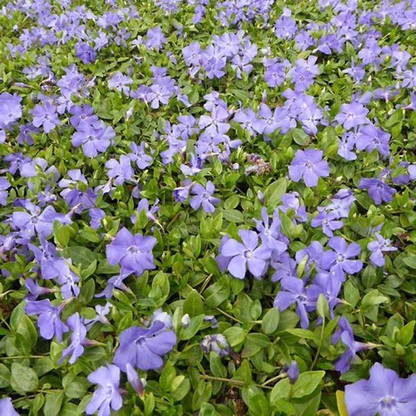 Vinca minor Anna - Petite pervenche Anna (Plant habit)