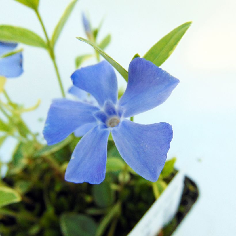 Vinca minor Argenteovariegata - Pervenche panachée à petites fleurs (Foliage)