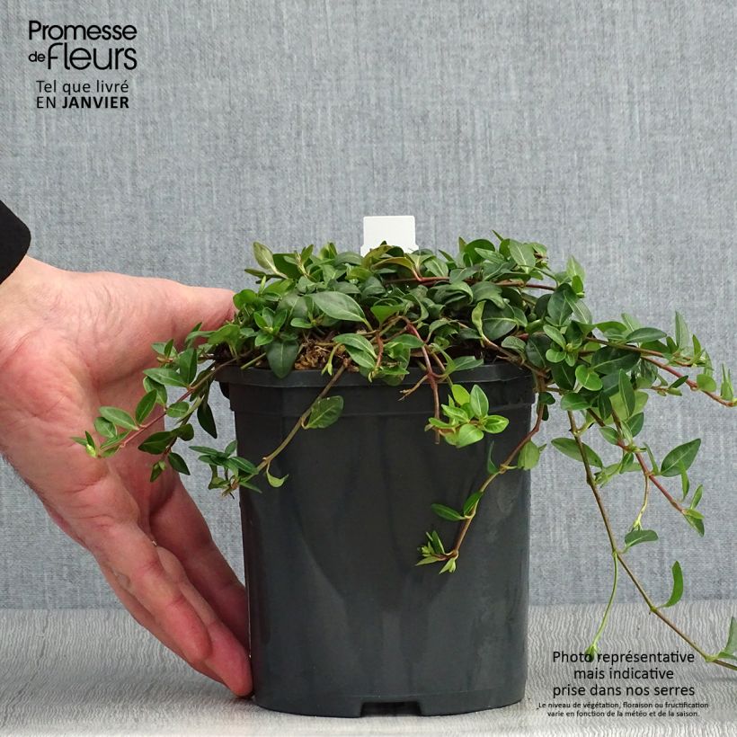 Example of Vinca minor Atropurpurea - Pervenche à petite fleurs   Pot de 2L/3L as you get in hiver