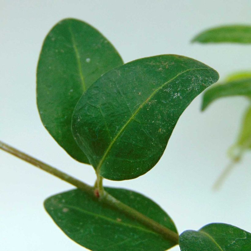 Vinca minor Flower Power - Petite pervenche (Foliage)