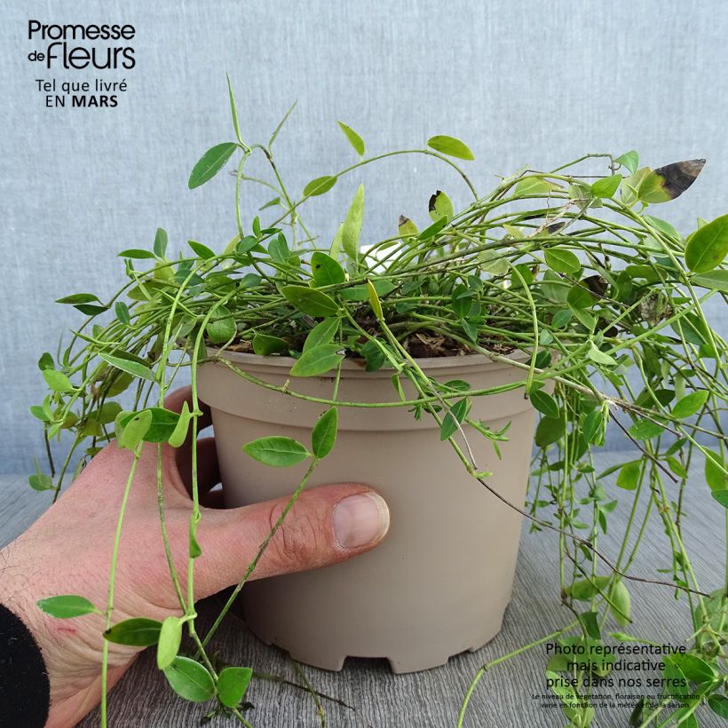 Example of Vinca minor Gertrude Jekyll - Pervenche à petite fleurs  Pot de 2L/3L as you get in hiver