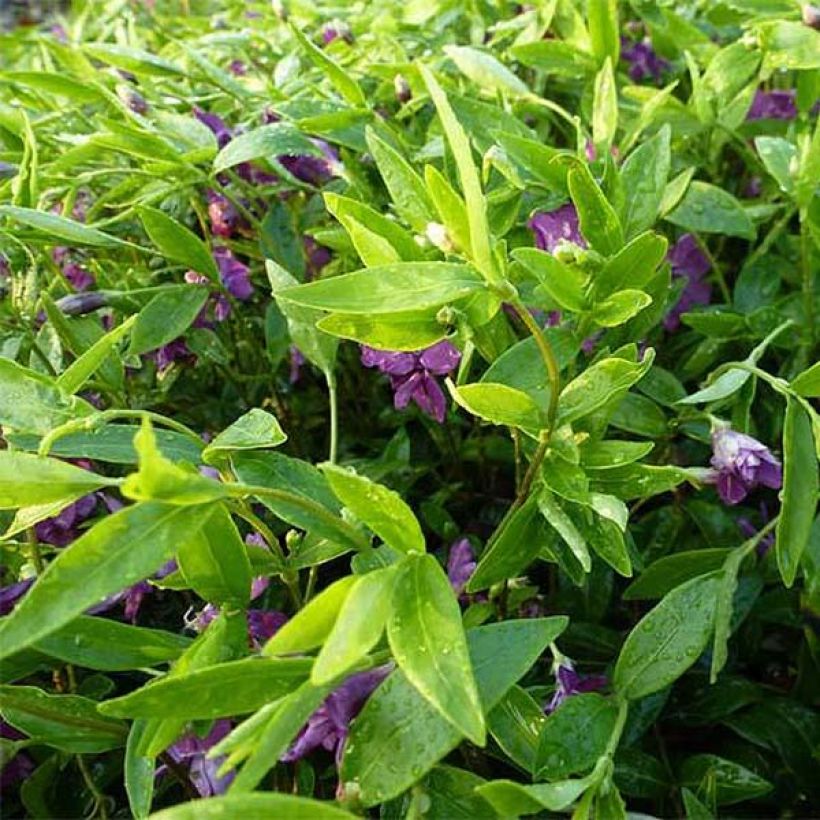Vinca minor Multiplex - Petite pervenche semi-double (Flowering)