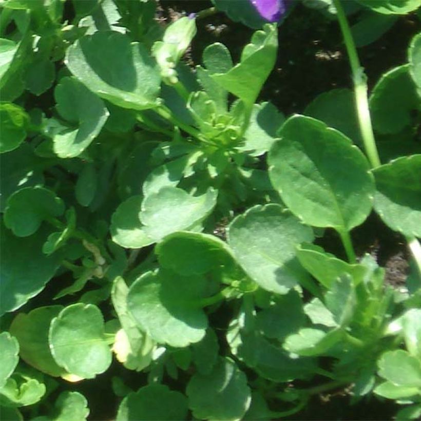 Viola cornuta Martin - Pensée à Cornes (Foliage)