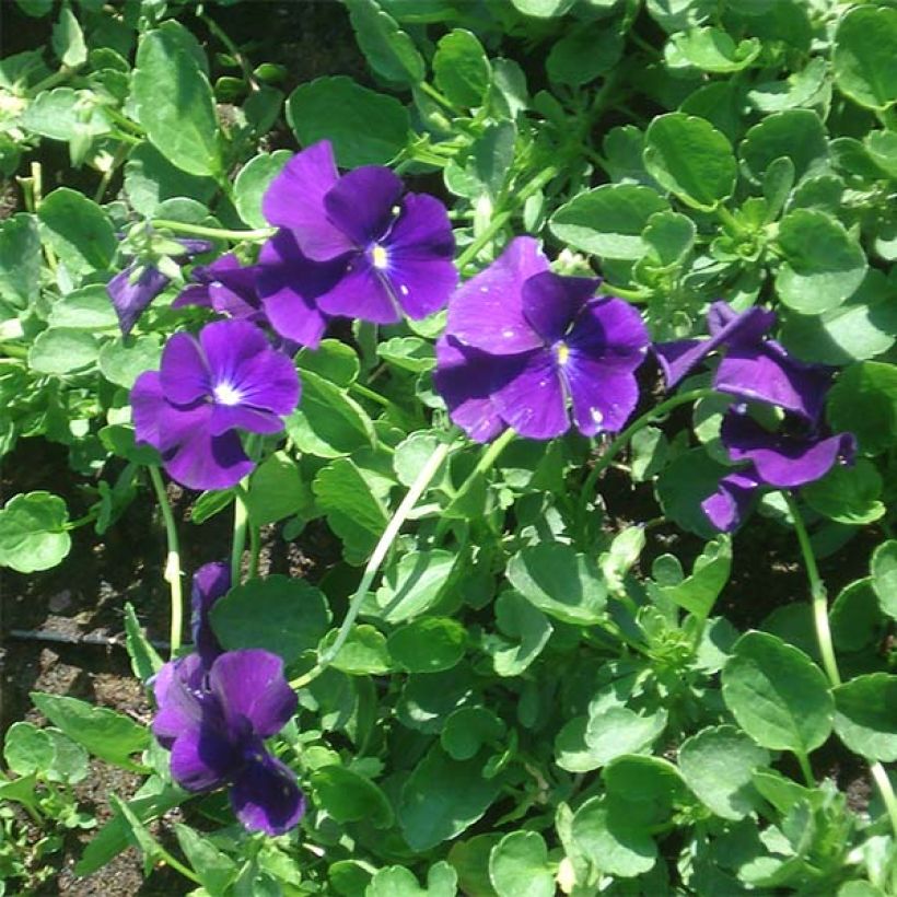 Viola cornuta Martin - Pensée à Cornes (Flowering)