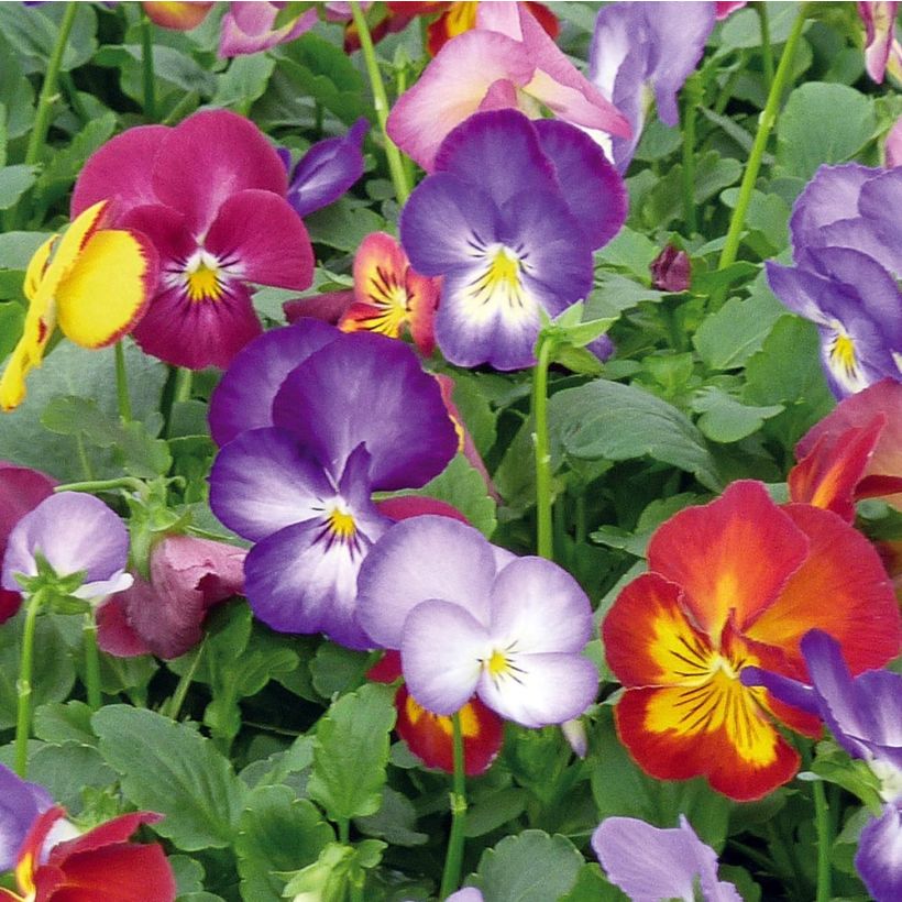 Pensée à fleurs moyennes Ultima Radiance en mélange Mini-motte (Flowering)