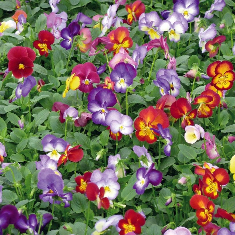 Pensée à fleurs moyennes Ultima Radiance en mélange Mini-motte (Plant habit)
