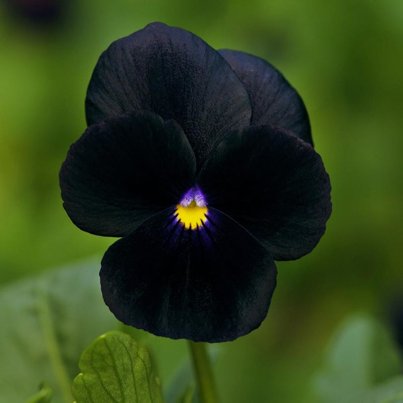 Violette cornue Sorbet Black Delight Mini-motte (Flowering)