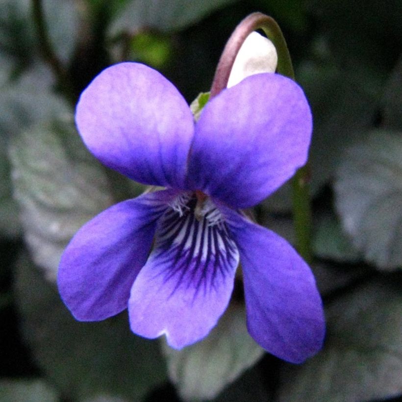 Violette du Labrador - Viola labradorica (Flowering)