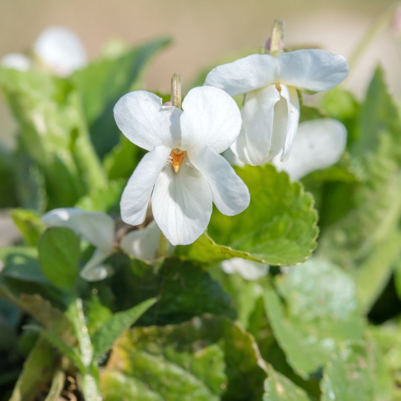 Violette odorante, Viola odorata Alba (Flowering)