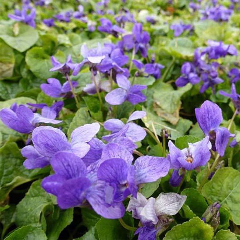 Violette odorante Königin Charlotte - Viola odorata (Flowering)