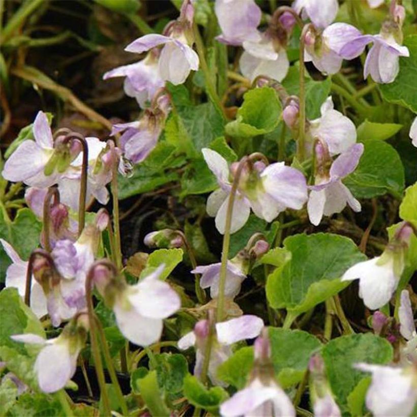 Violette odorante Mrs R Barton - Viola odorata (Flowering)