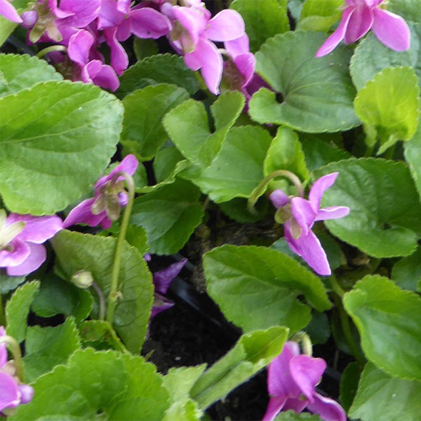 Violette odorante - Viola odorata Red Charm (Foliage)
