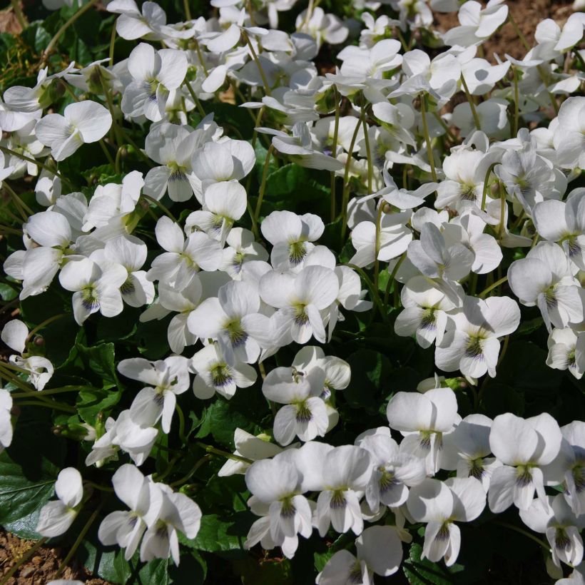 Violette vivace - Viola sororia Albiflora (Flowering)