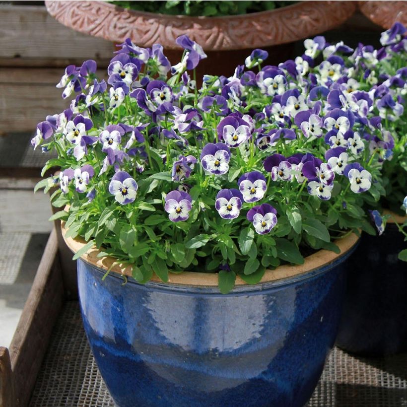 Violette cornue Sorbet Delft Blue Mini-motte (Plant habit)
