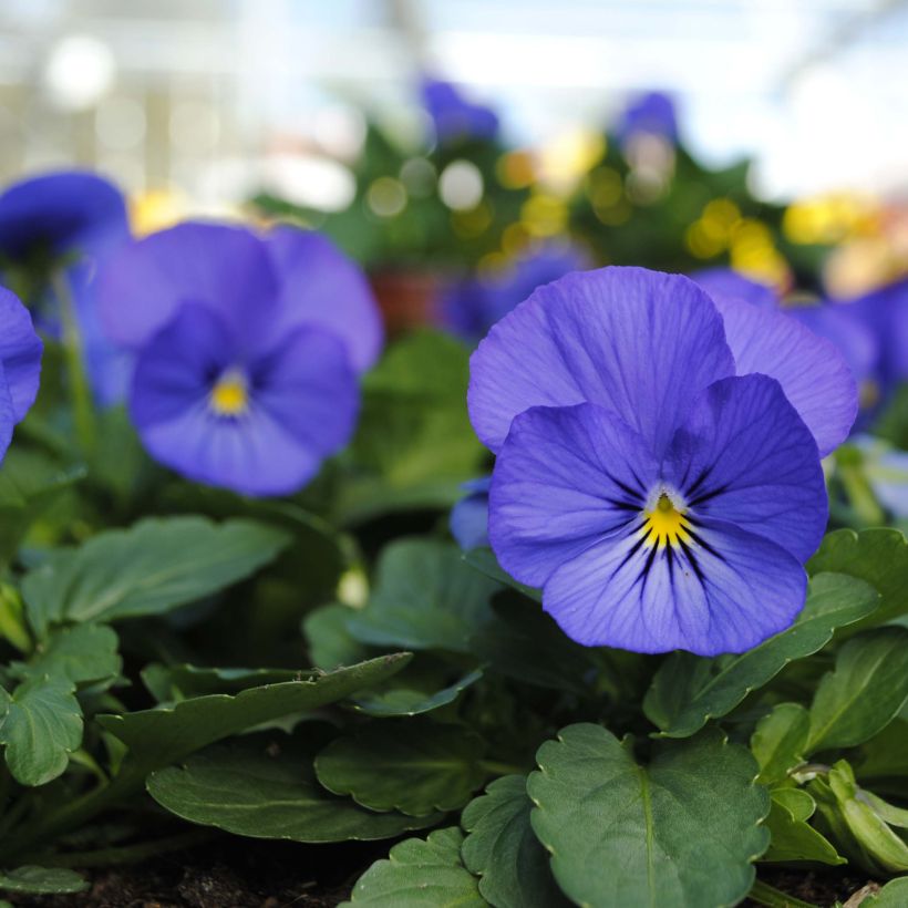 Violette cornue Sorbet XP True Blue Mini-motte - Viola cornuta (Flowering)
