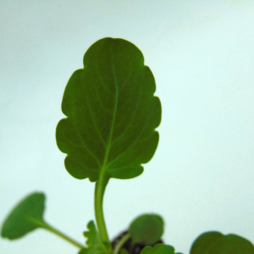 Violette cornue Sorbet XP True Blue Mini-motte - Viola cornuta (Foliage)