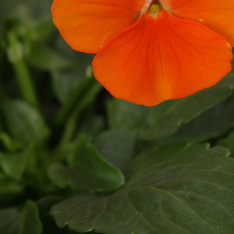 Violette cornue Sorbet Xp Deep Orange - Viola cornuta  (Foliage)