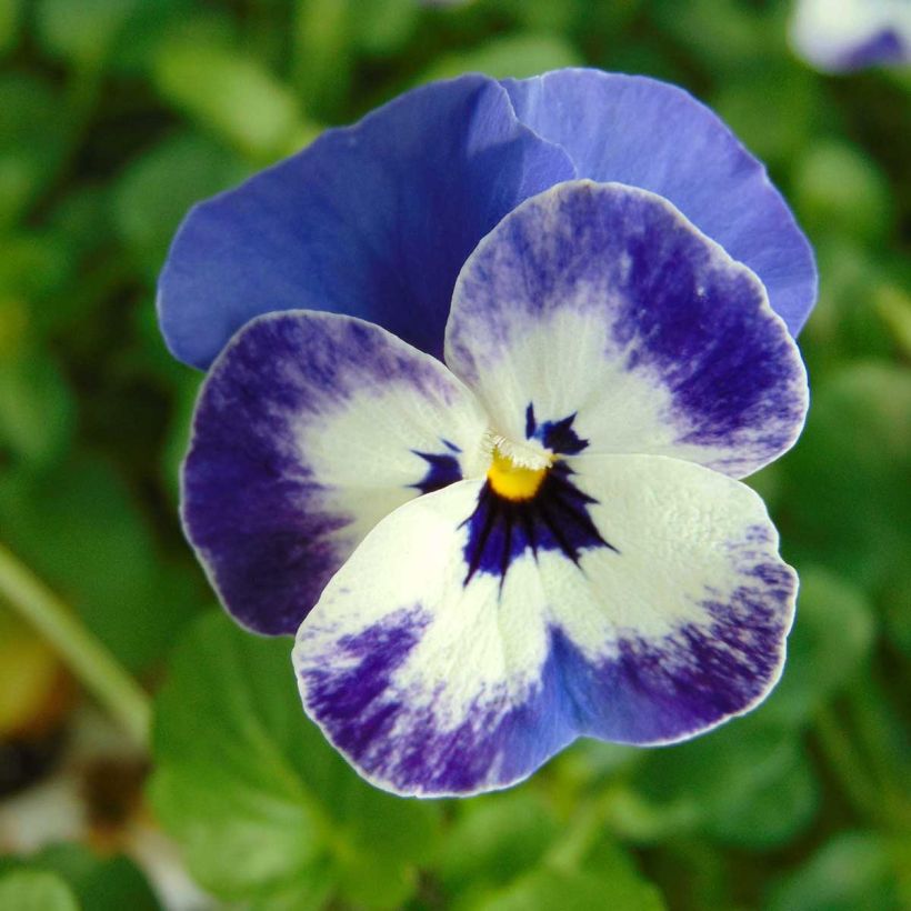 Violette cornue Sorbet Delft Blue Mini-motte (Flowering)