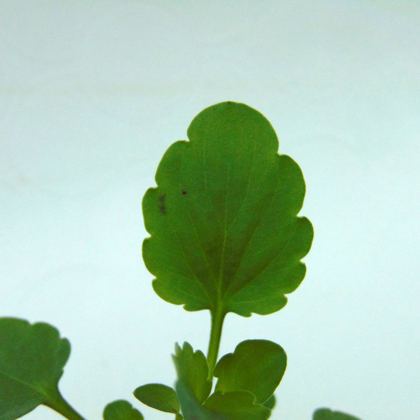 Violette cornue Sorbet Xp F1 White  (Foliage)