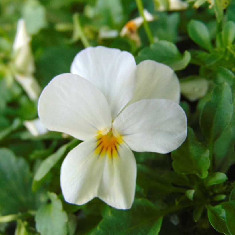Violette cornue Sorbet Xp F1 White  (Flowering)