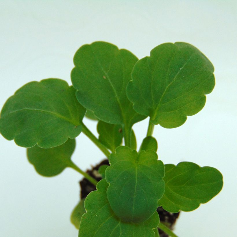 Violette cornue Sorbet Xp Lemon Jump-Up Mini-motte - Viola cornuta  (Foliage)