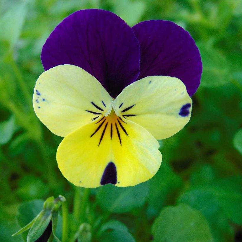 Violette cornue Sorbet Xp Lemon Jump-Up Mini-motte - Viola cornuta  (Flowering)