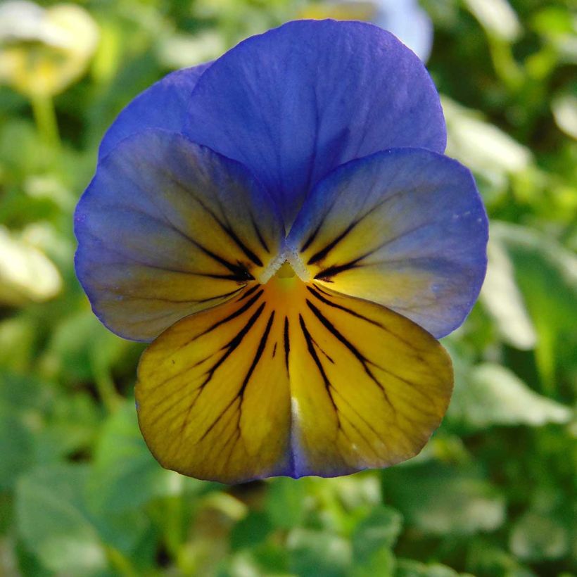 Violette cornue Sorbet Xp Morpho - Viola cornuta (Flowering)