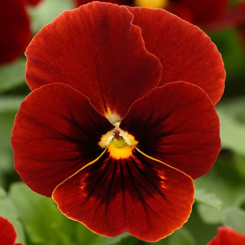Violette cornue Sorbet Xp Red - Viola cornuta (Flowering)