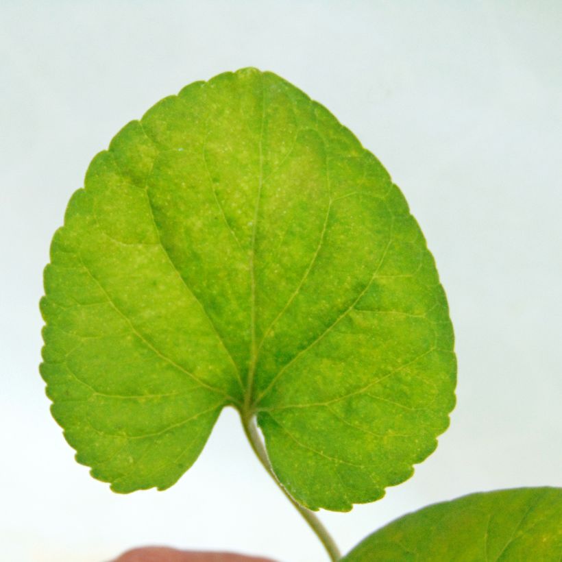 Violette odorante - Viola odorata (Foliage)