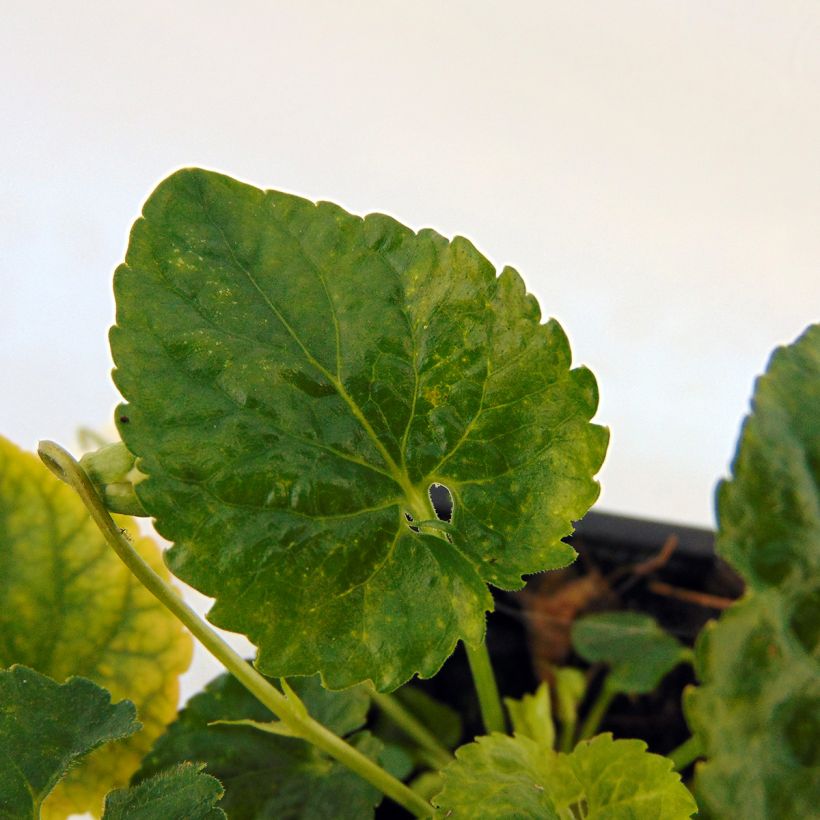 Violette odorante, Viola odorata Reine Des Blanches, pensée (Foliage)