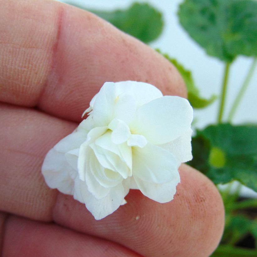 Violette odorante, Viola odorata Reine Des Blanches, pensée (Flowering)