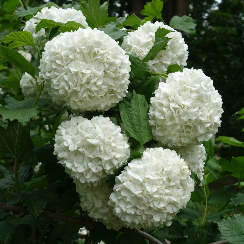 Viorne Boule de Neige - Viburnum opulus Roseum (Flowering)
